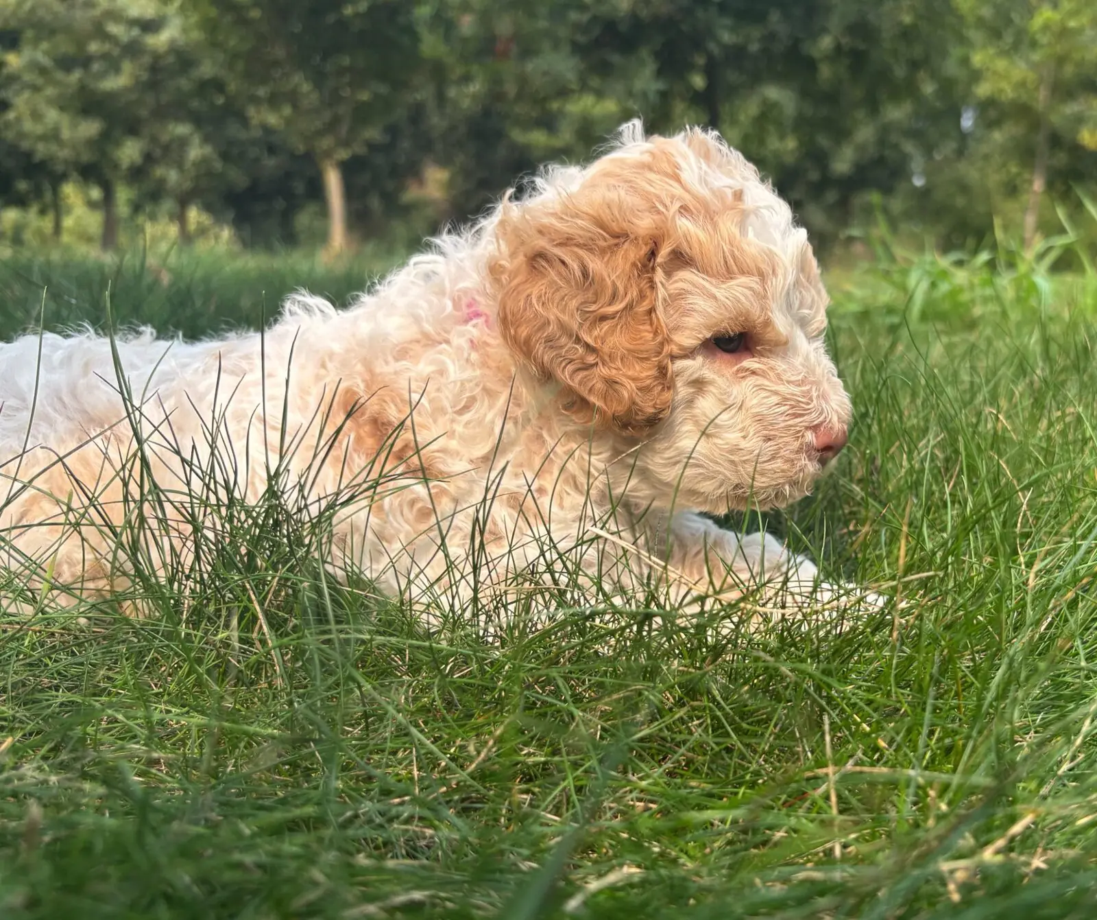 An orange Lagotto Romagnolo puppy from a Ginger &times; Mousse litter