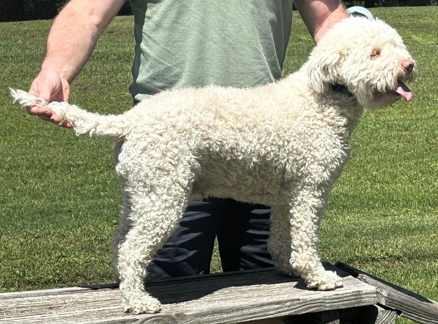 Blanca (Gillenias Elizabeth) in a professional show stack