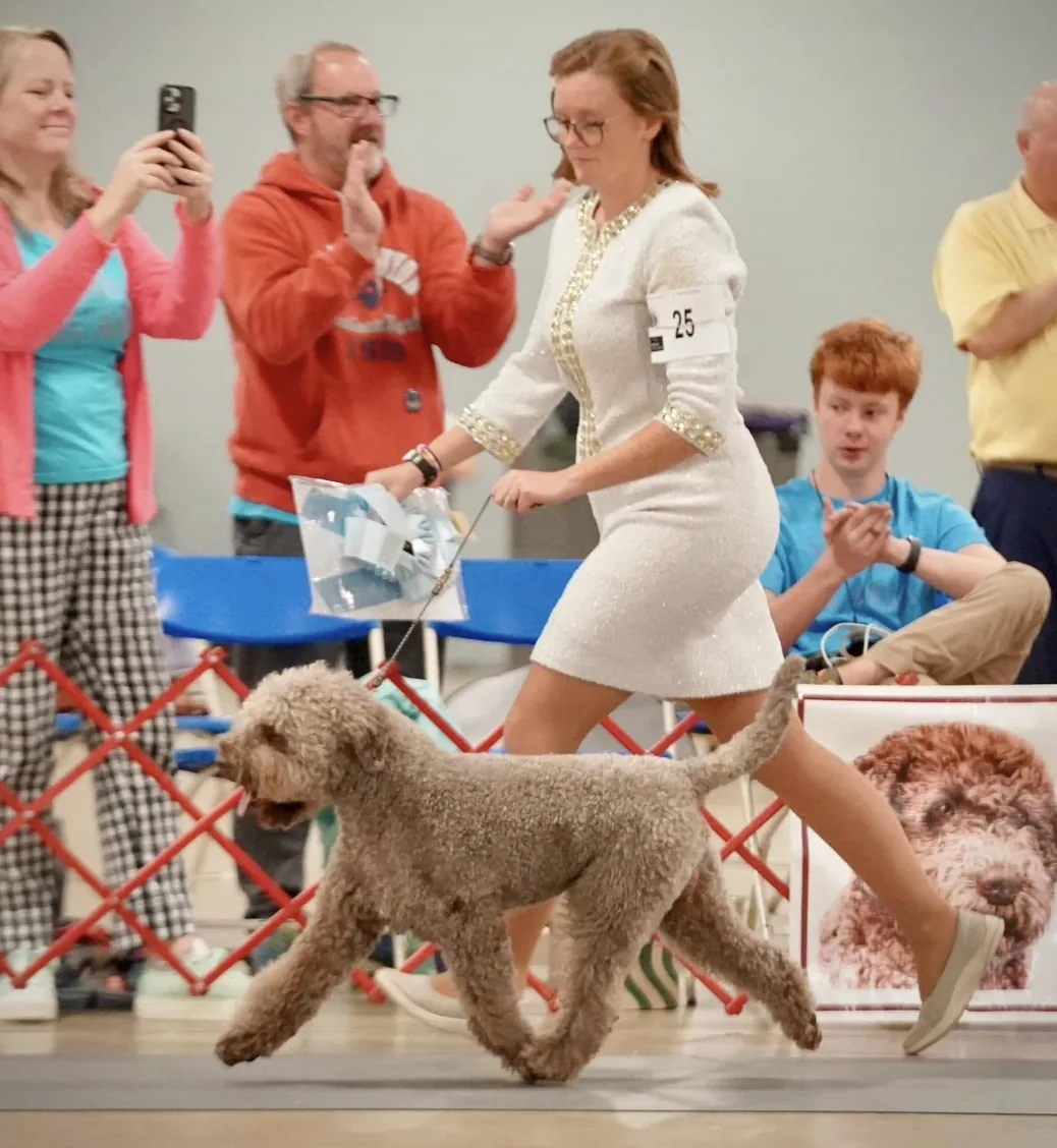 Chip gaiting in the ring on a loose lead, showing reach and drive, spectators applauding