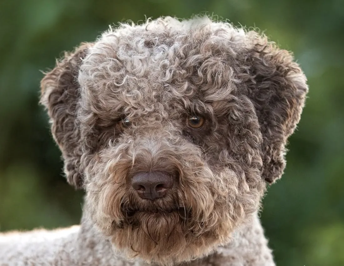 Close head study of Chip showing correct Lagotto Romagnolo expression, coat texture and amber eye