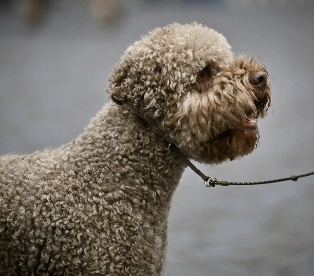 Chip in profile showing head, neck and shoulder, correct coat texture