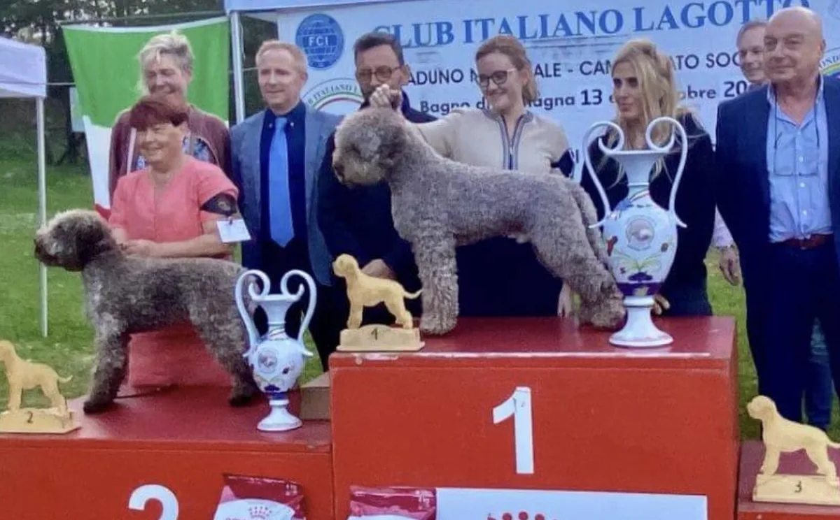 Chip standing on the number one podium at the Club Italiano Lagotto Raduno Nazionale in Bagno di Romagna, Italy, October 2023
