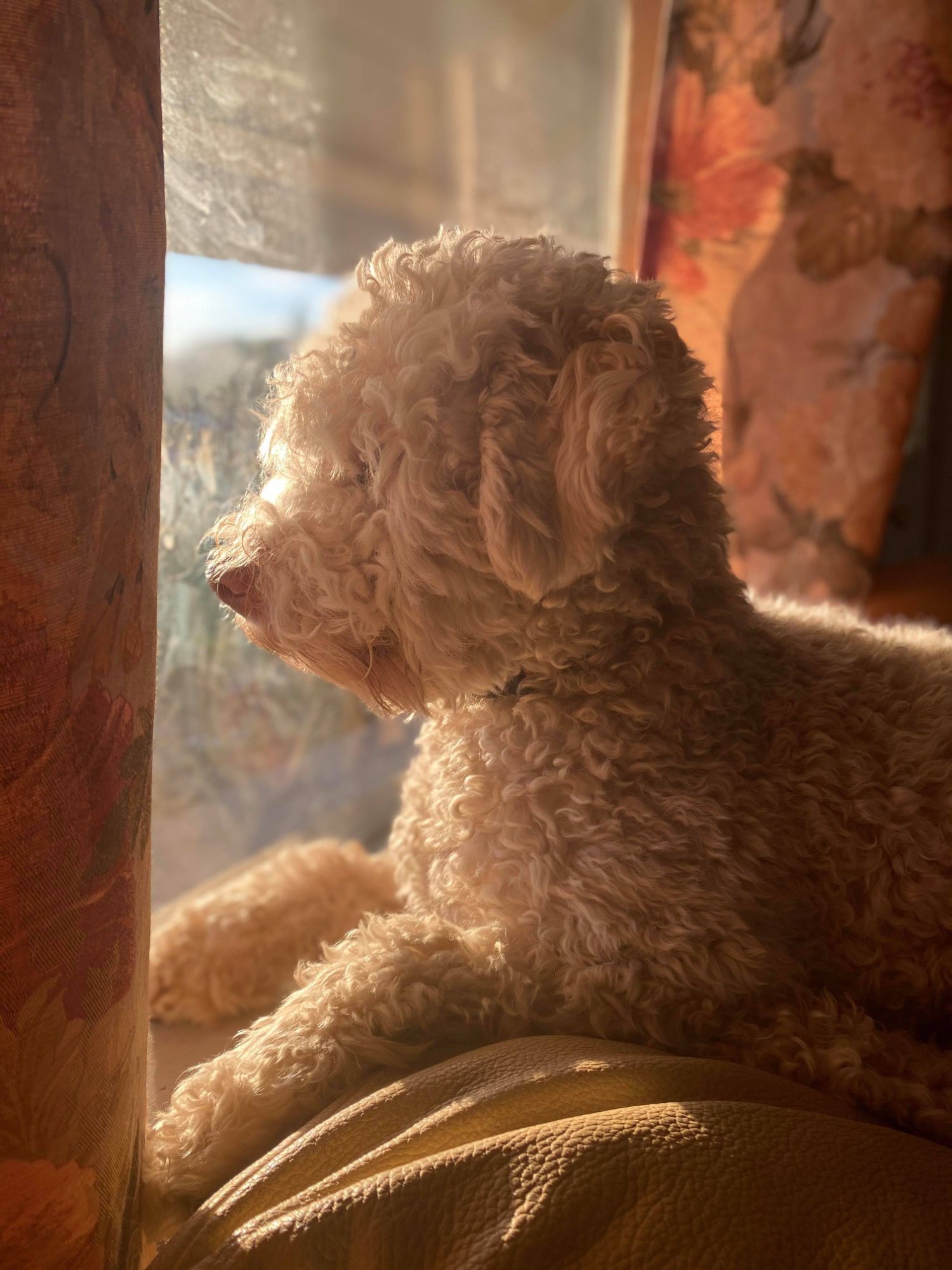 Mark Nelson — Northwest Lagotto breeder, Lynden Washington