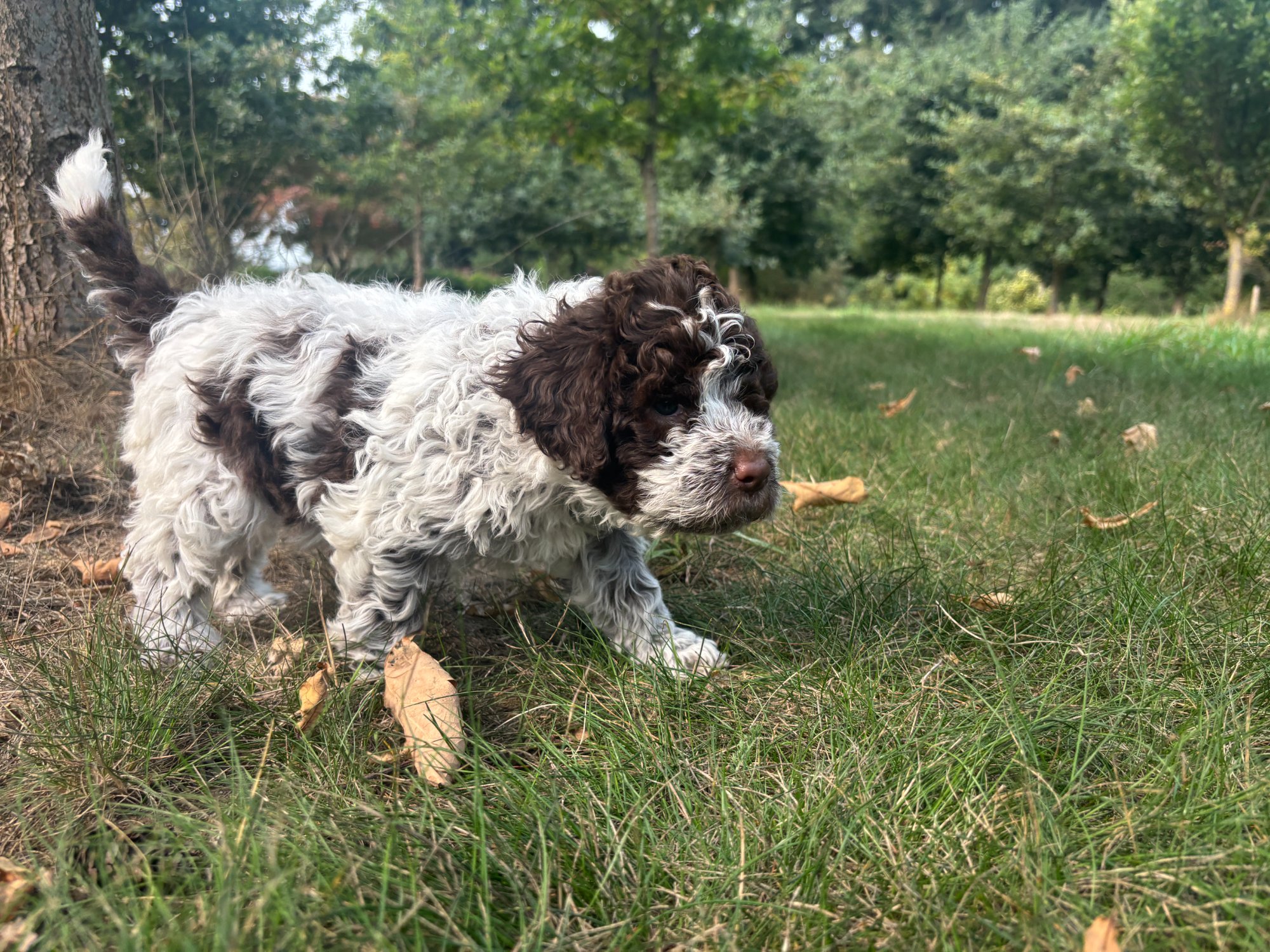 Lagotto Romagnolo puppy on first outdoor exploration at Northwest Lagotto