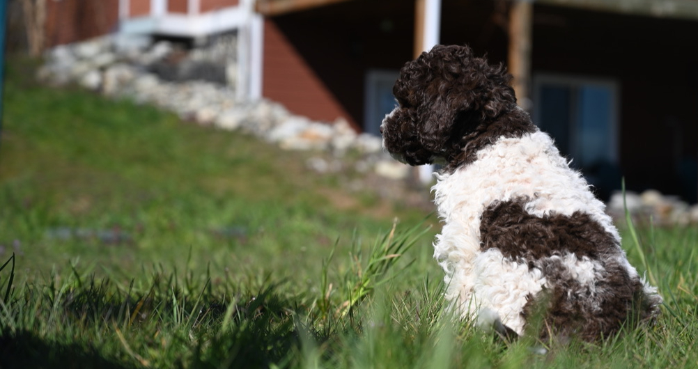 Lagotto Romagnolo puppy at Northwest Lagotto, Lynden Washington