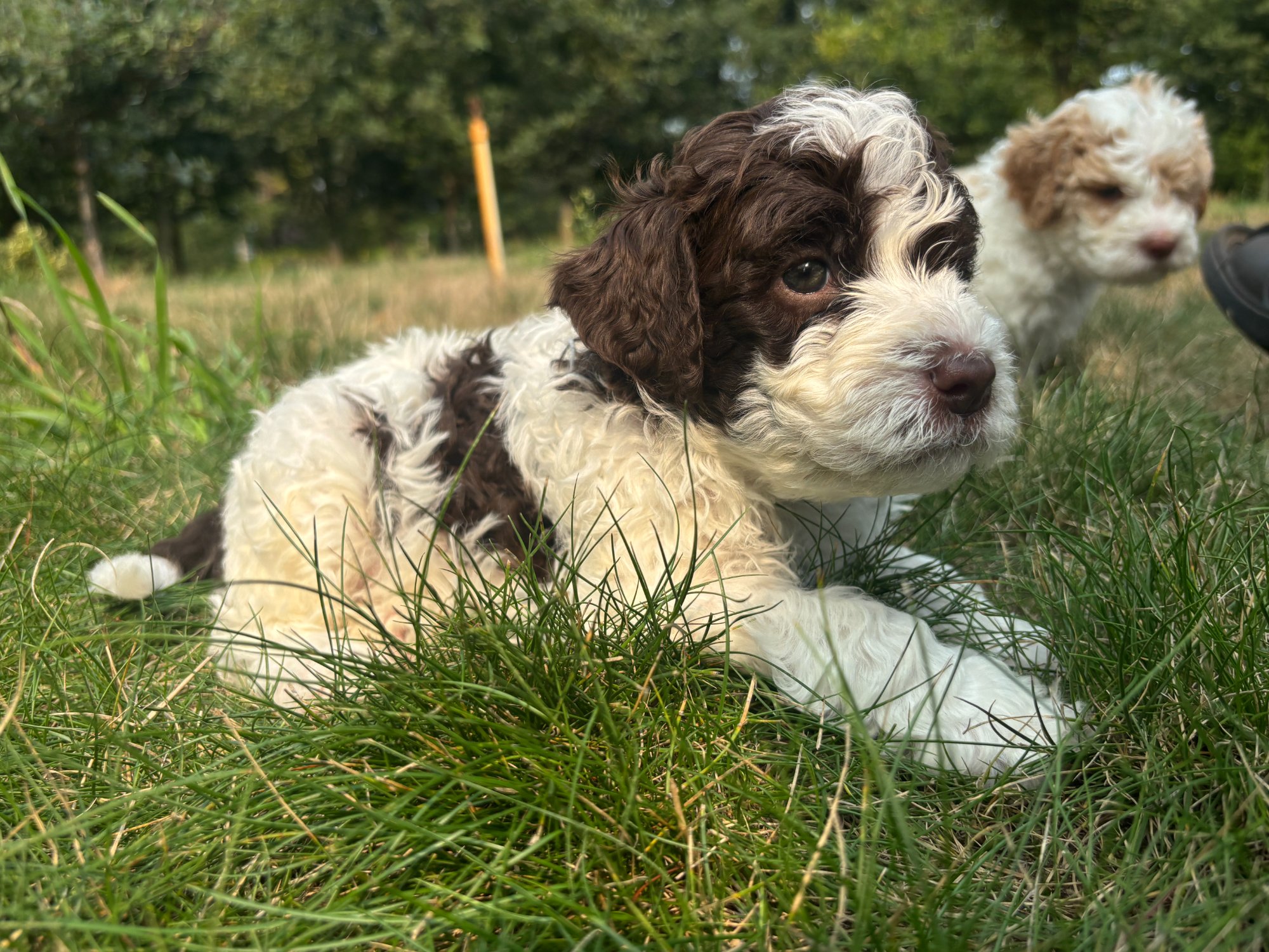 Two Lagotto Romagnolo puppies exploring the grounds at Northwest Lagotto