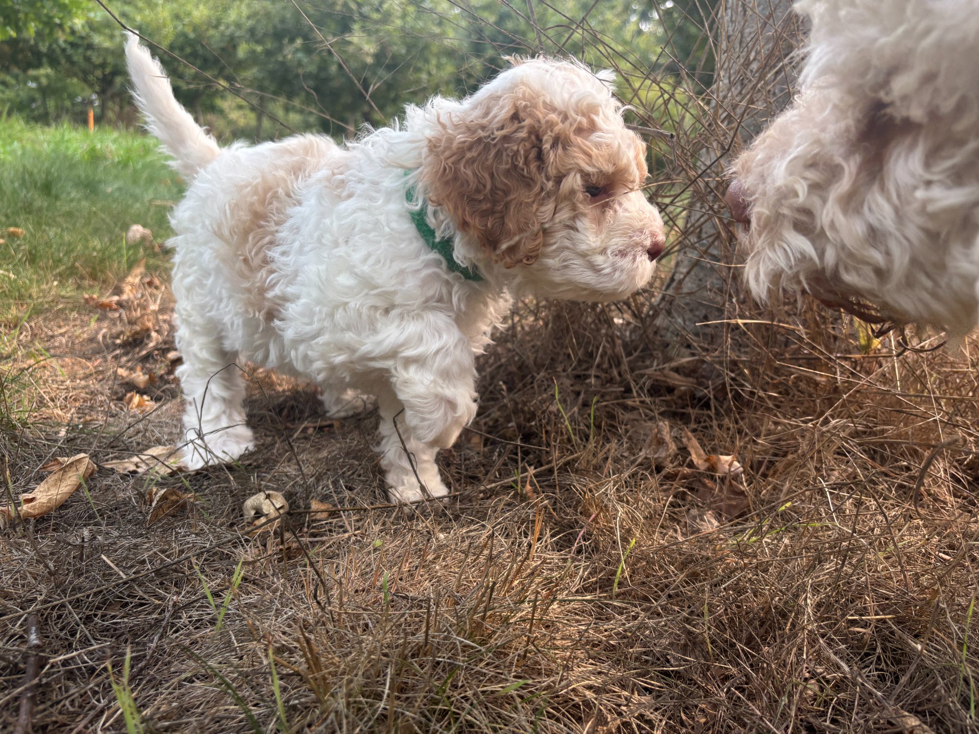 Lagotto Romagnolo puppy meeting an adult dog — socialisation at Northwest Lagotto