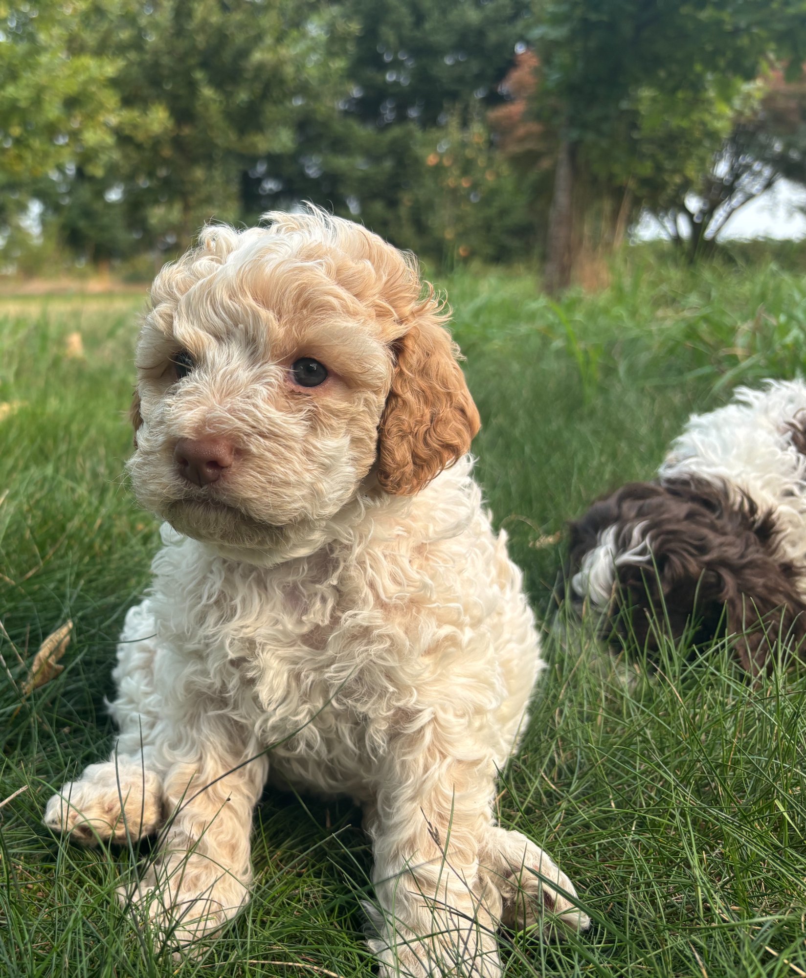 Orange roan Lagotto Romagnolo puppy sitting in grass at Northwest Lagotto, Lynden Washington