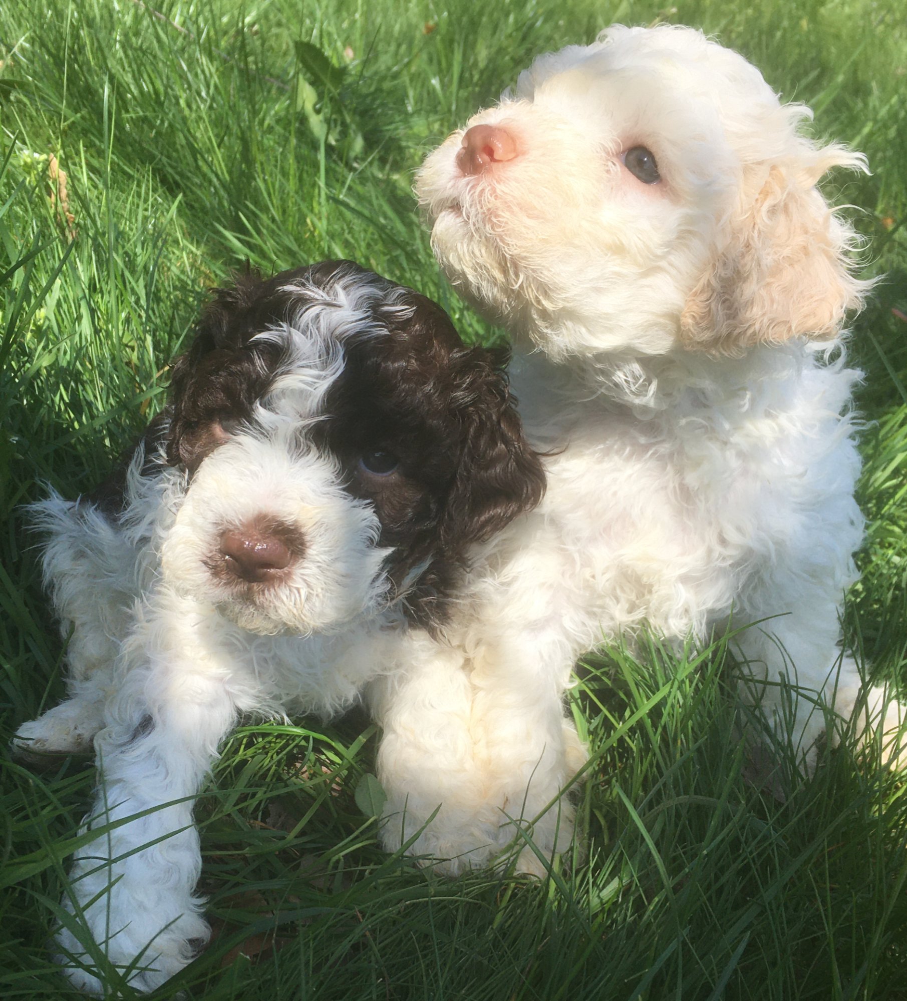 Dark brown and cream Lagotto Romagnolo puppies at five weeks, Northwest Lagotto