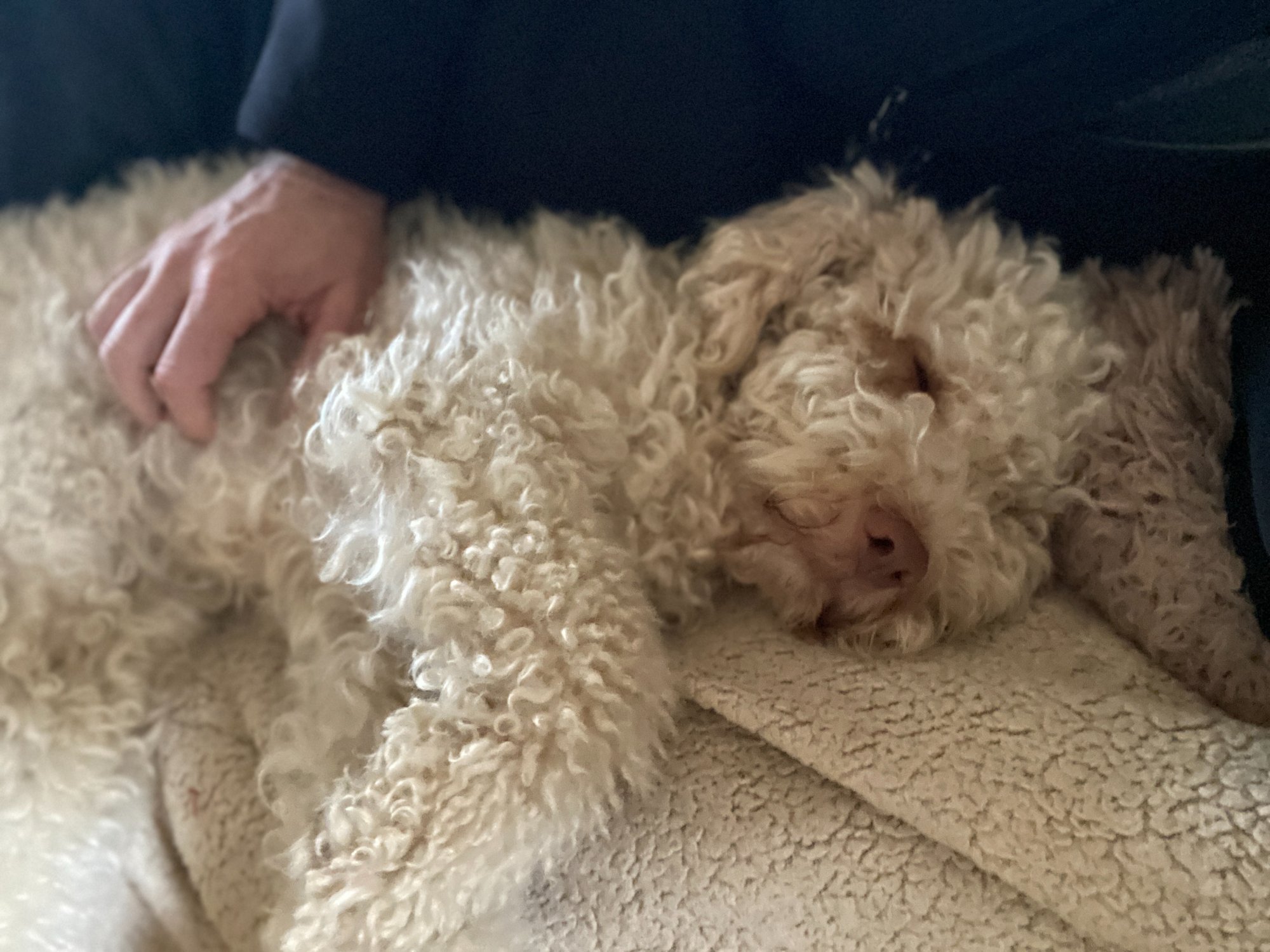 Ginger — orange roan Lagotto Romagnolo dam, Northwest Lagotto
