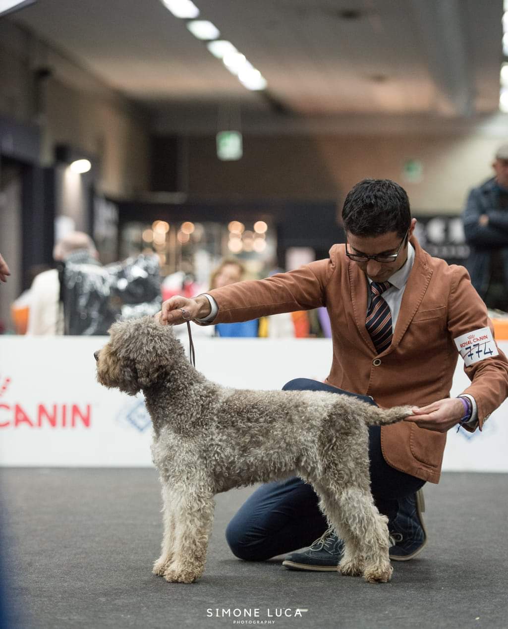 Mocha — Lagotto Romagnolo in the show ring, Arezzo Italy