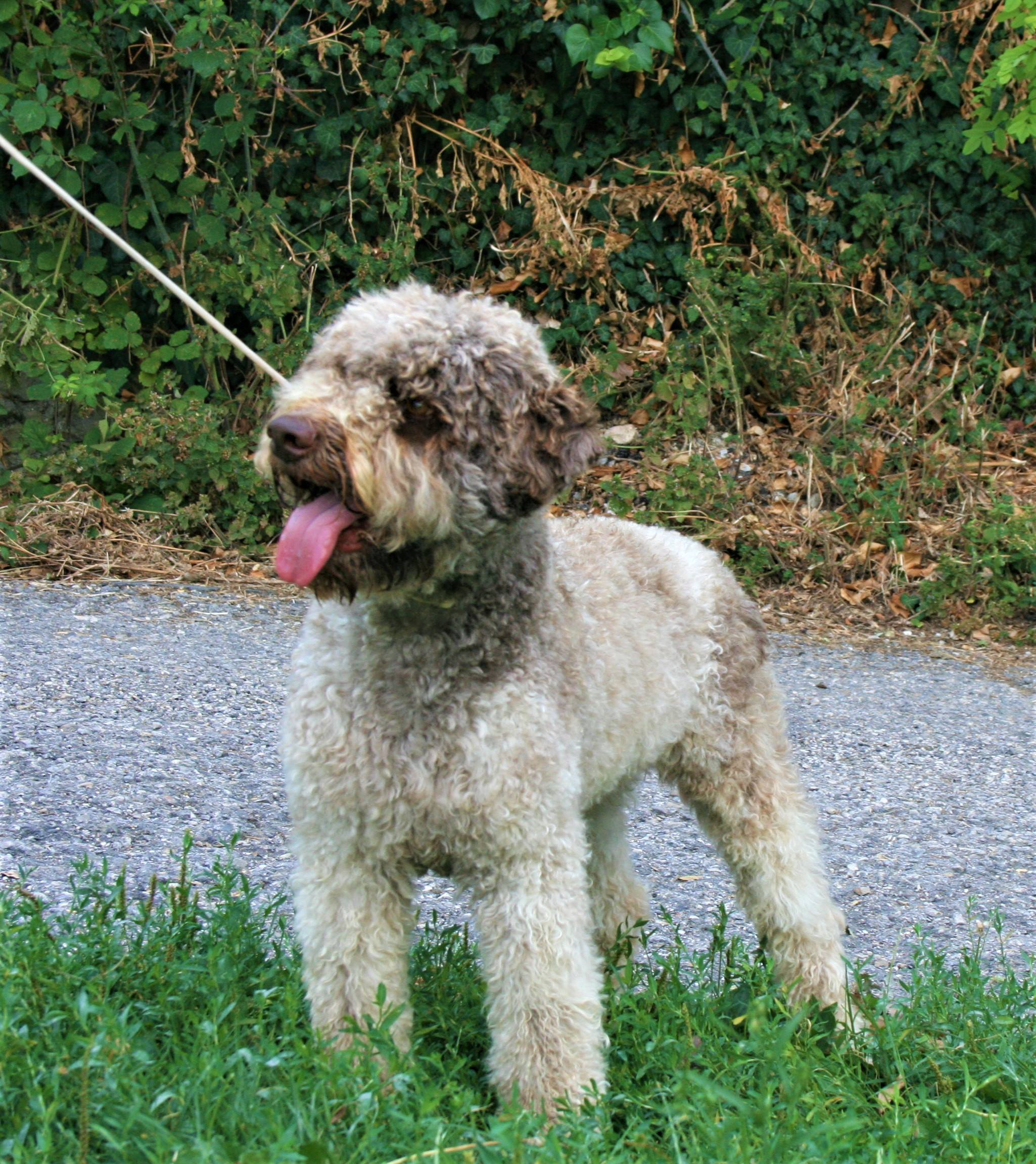 Lagotto Romagnolo in natural setting — Northwest Lagotto health guide