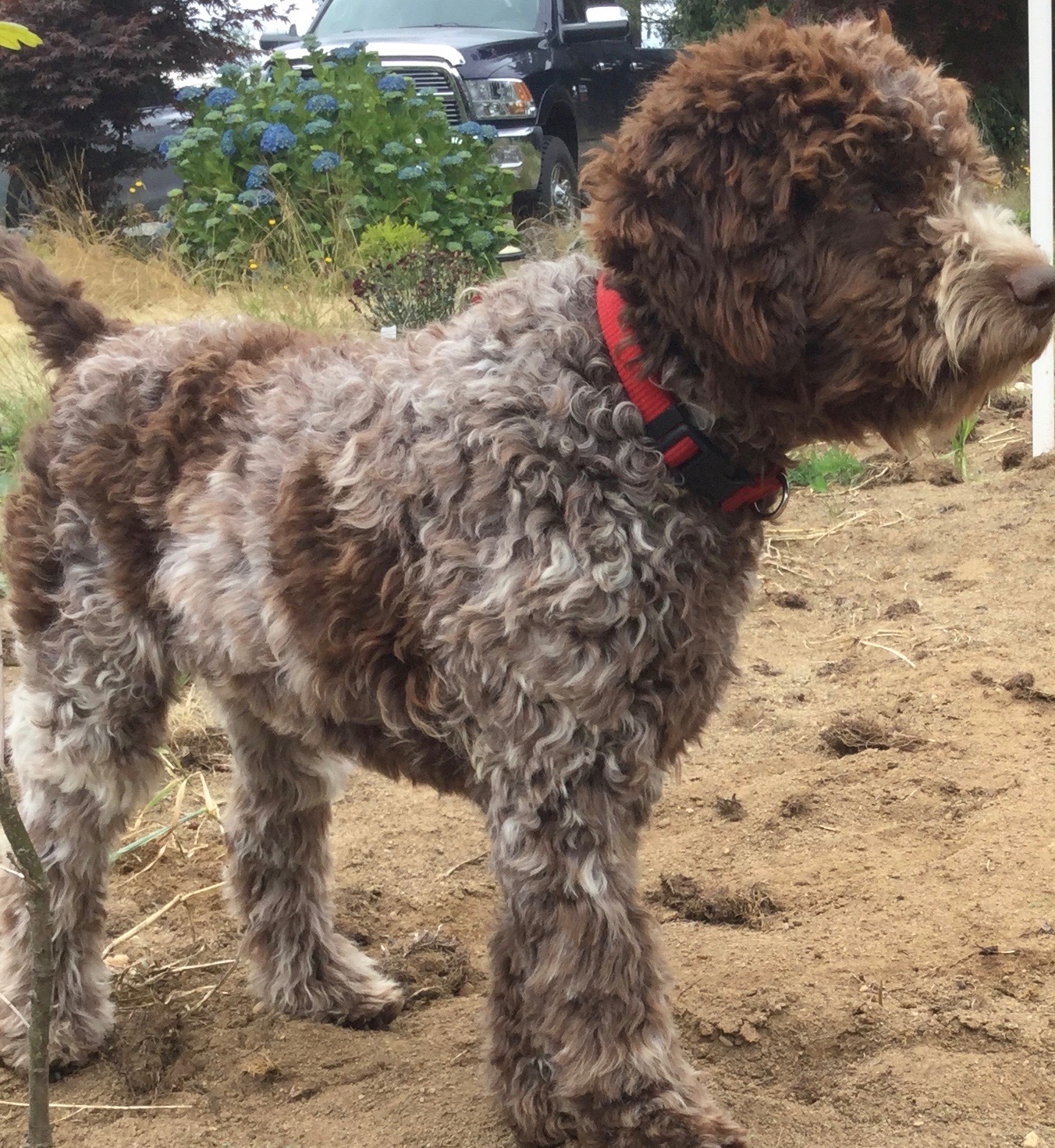 Young Lagotto Romagnolo on the Northwest Lagotto property, Lynden