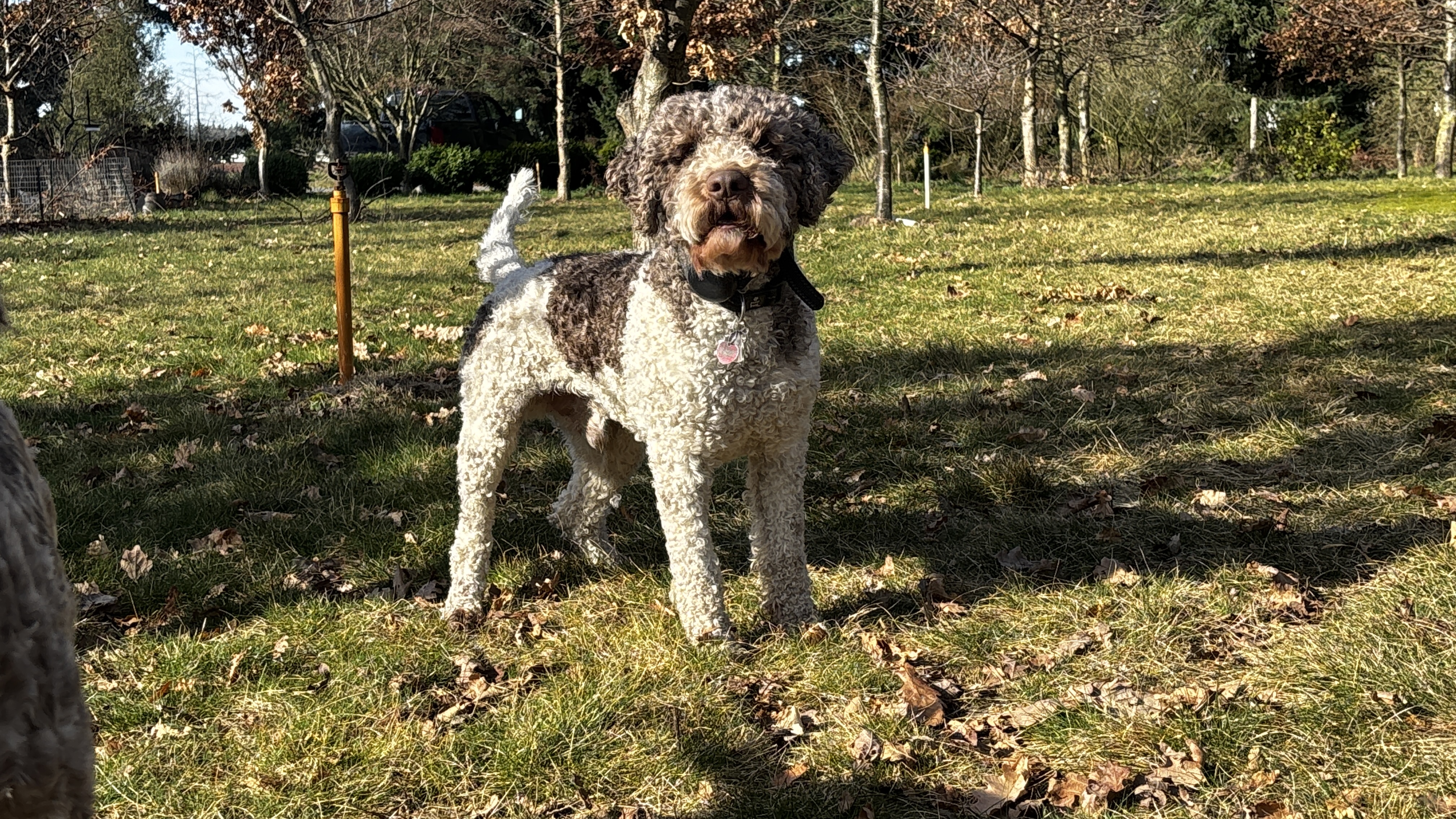 Mousse — Lagotto Romagnolo on the Northwest Lagotto property, Lynden Washington