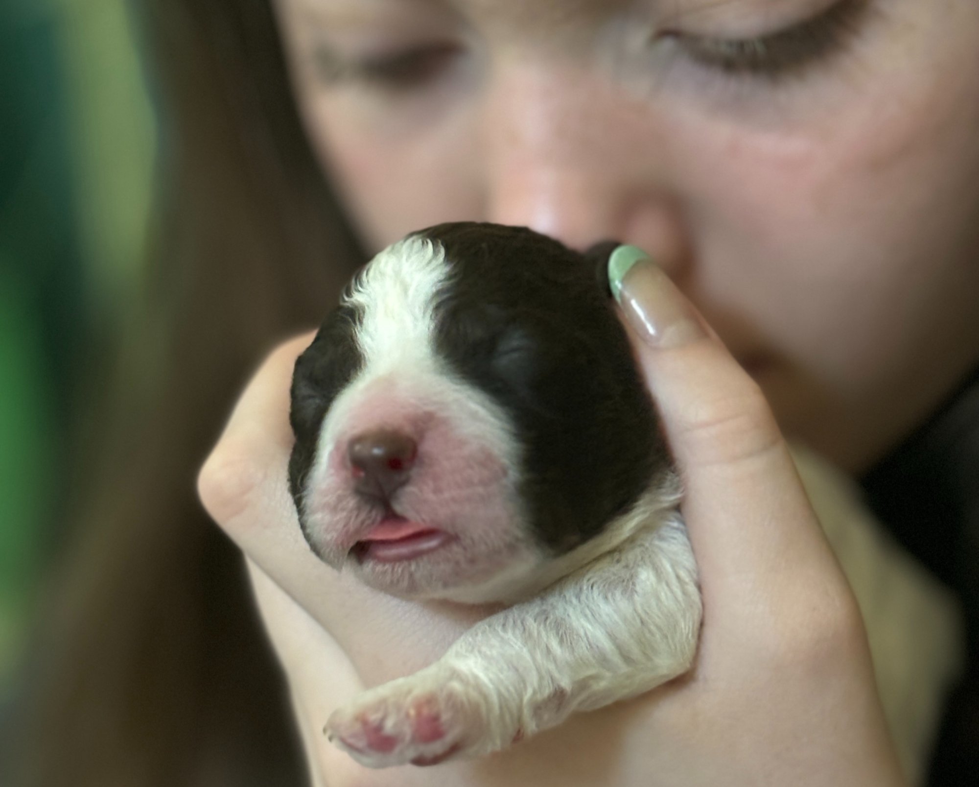 Newborn Lagotto Romagnolo puppy held in the first days of life, Northwest Lagotto