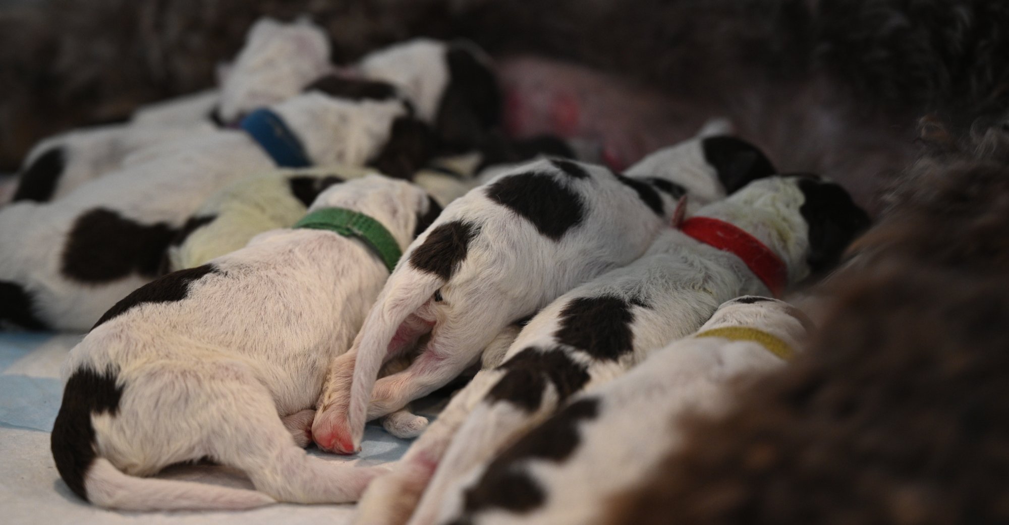 Newborn Lagotto Romagnolo litter with identification collars, Northwest Lagotto