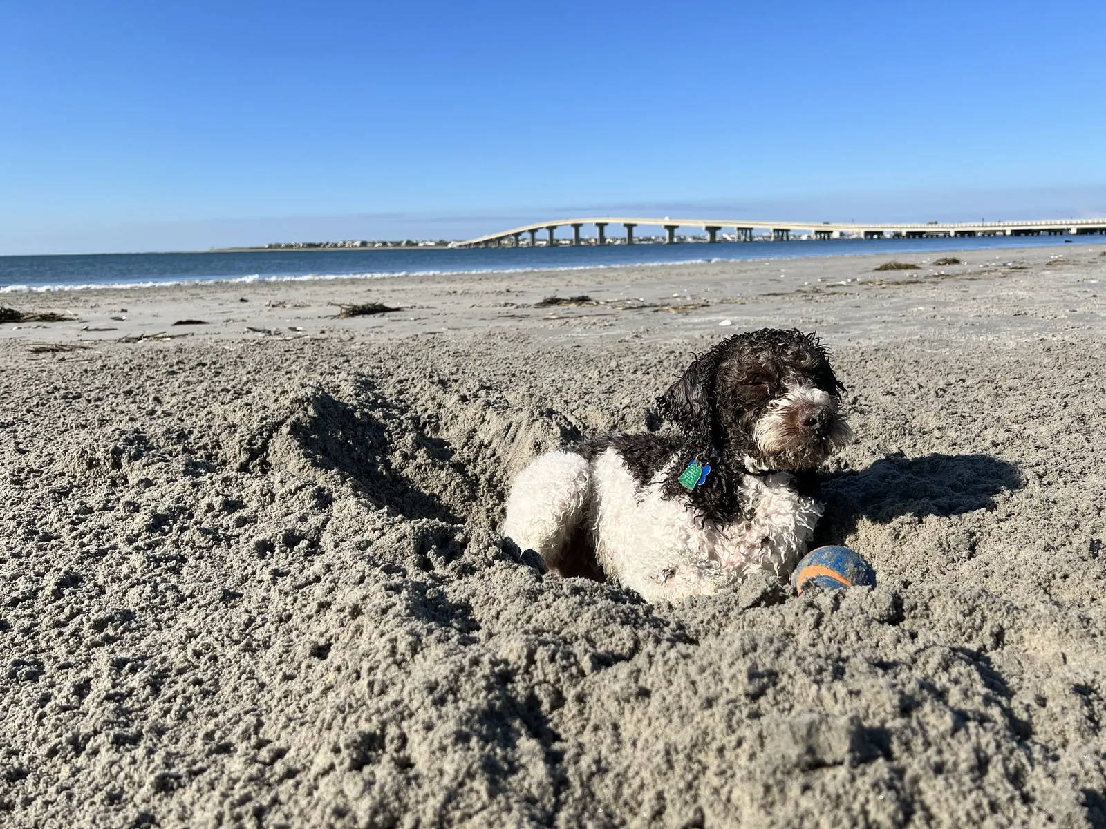 A Lagotto Romagnolo digging in the sand on a Pacific Northwest beach