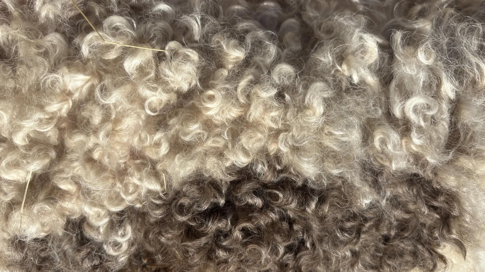 Macro detail of a Lagotto coat where pale and darker curls meet, showing how curl texture reads differently between lighter and darker coat color